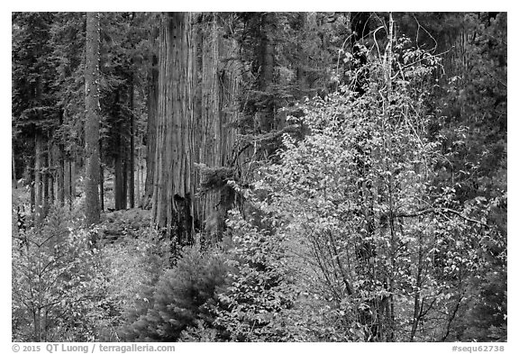 Dogwoods in autumn foliage and sequoia grove. Sequoia National Park (black and white)