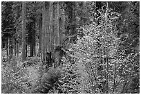 Dogwoods in autumn foliage and sequoia grove. Sequoia National Park ( black and white)