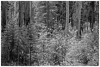 Dogwoods in autumn foliage and sequoia forest. Sequoia National Park ( black and white)