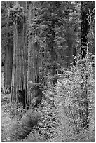 Dogwoods in fall foliage and sequoia trees. Sequoia National Park ( black and white)