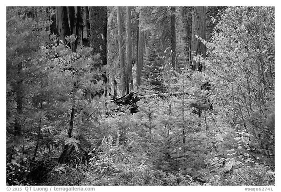 Dogwoods in fall foliage and sequoia forest. Sequoia National Park (black and white)