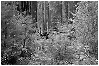 Dogwoods in fall foliage and sequoia forest. Sequoia National Park ( black and white)