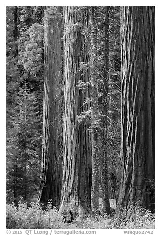 Sequoia trees in autumn. Sequoia National Park (black and white)