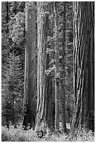 Sequoia trees in autumn. Sequoia National Park ( black and white)