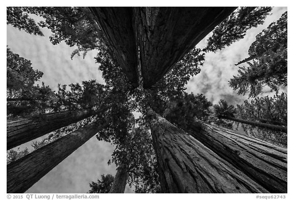 Looking up Parker Group of sequoia trees. Sequoia National Park (black and white)