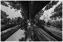 Looking up Parker Group of sequoia trees. Sequoia National Park ( black and white)