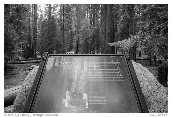 Largest tree on earth interpretive sign. Sequoia National Park (black and white)