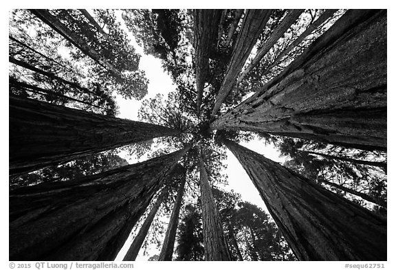 Looking up grove of sequoia trees, Giant Forest. Sequoia National Park (black and white)