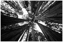 Looking up grove of sequoia trees, Giant Forest. Sequoia National Park ( black and white)