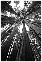 Looking skywards grove of sequoia trees. Sequoia National Park ( black and white)