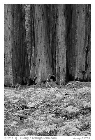Group of giant sequoias and ferns in autumn. Sequoia National Park (black and white)