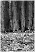 Group of giant sequoias and ferns in autumn. Sequoia National Park ( black and white)