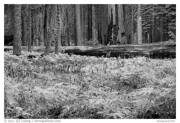 Meadow with ferns in autumn in Giant Forest. Sequoia National Park (black and white)