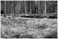 Meadow with ferns in autumn in Giant Forest. Sequoia National Park ( black and white)