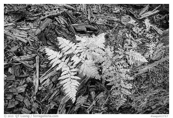 Close-up of ferns and bark from giant sequoias. Sequoia National Park (black and white)