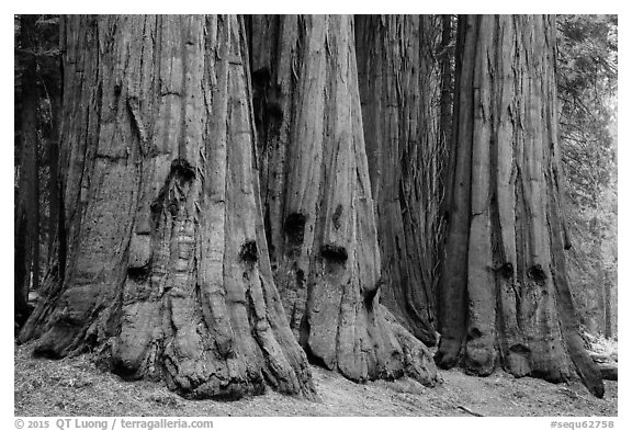 House group of giant sequoia trees, Giant Forest. Sequoia National Park (black and white)