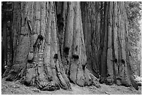 House group of giant sequoia trees, Giant Forest. Sequoia National Park ( black and white)