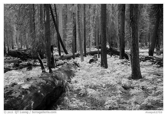 Ferns and burned trees in autumn, Giant Forest. Sequoia National Park (black and white)