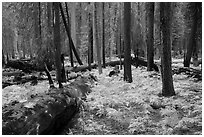 Ferns and burned trees in autumn, Giant Forest. Sequoia National Park ( black and white)