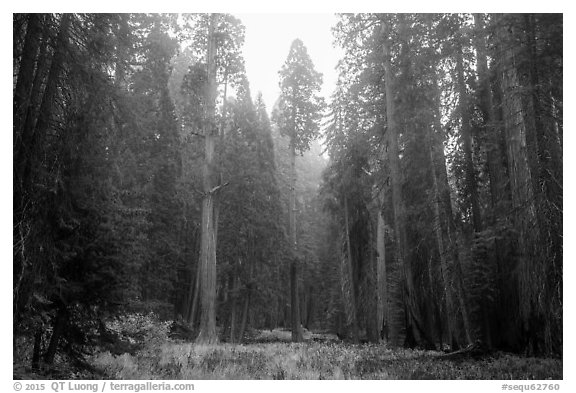 Meadow surrounded by sequoia trees in autum, Giant Forest. Sequoia National Park (black and white)
