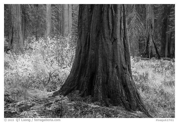 Sequoia trees bordering meadow in autumn, Giant Forest. Sequoia National Park (black and white)