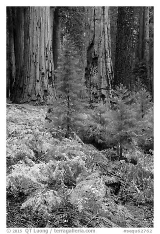 Ferns, sapplings and sequoia trees in autumn. Sequoia National Park (black and white)
