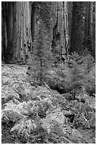 Ferns, sapplings and sequoia trees in autumn. Sequoia National Park ( black and white)