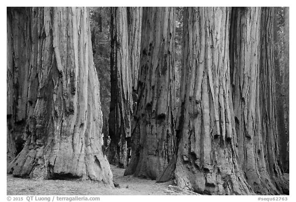 Senate group of sequoia trees. Sequoia National Park (black and white)