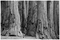 Senate group of sequoia trees. Sequoia National Park ( black and white)