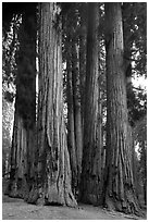 Senate Group. Sequoia National Park ( black and white)