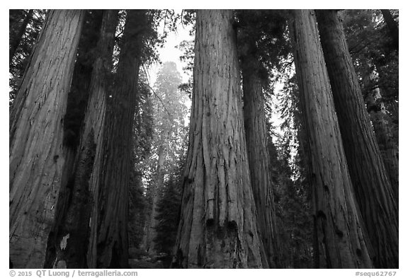 Senate Group of sequoia trees in rain. Sequoia National Park (black and white)