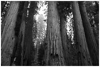 Senate Group of sequoia trees in rain. Sequoia National Park ( black and white)