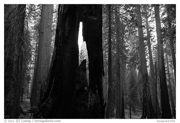Hollowed sequoia tree, Giant Forest. Sequoia National Park (black and white)