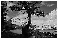 Tree, Timberlane Lake, Mt Whitney. Sequoia National Park ( black and white)