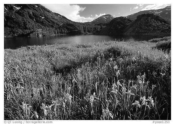 Summer flowers and Lake near Tioga Pass, late afternoon. California, USA