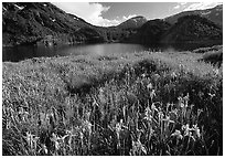 Summer flowers and Lake near Tioga Pass, late afternoon. California, USA (black and white)