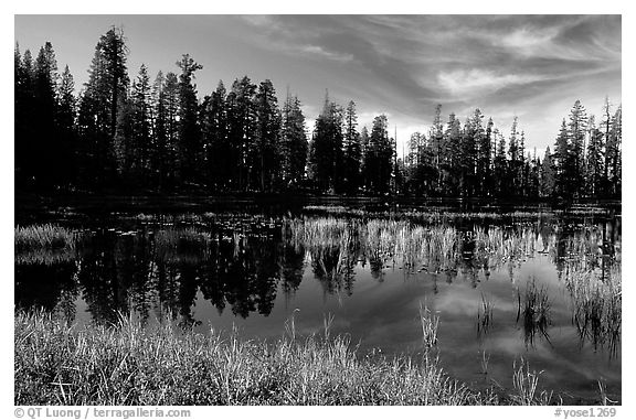 Siesta Lake with Shrubs in autumn colors. Yosemite National Park (black and white)
