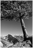 Pine tree and Half-Dome from Yosemite Point, late afternoon. Yosemite National Park ( black and white)