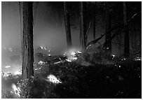 Forest fire. Yosemite National Park, California, USA. (black and white)