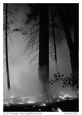 Managed fire. Yosemite National Park (black and white)