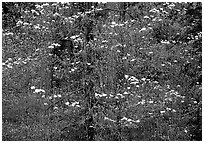 Dogwood flowers. Yosemite National Park ( black and white)