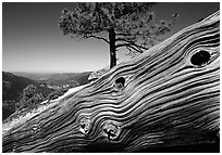 Downed tree on top of El Capitan. Yosemite National Park ( black and white)