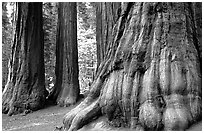 Giant Sequoias (Sequoiadendron giganteum) in Mariposa Grove. Yosemite National Park, California, USA. (black and white)