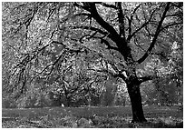 Elm Tree in autumn, Cook meadow. Yosemite National Park, California, USA. (black and white)