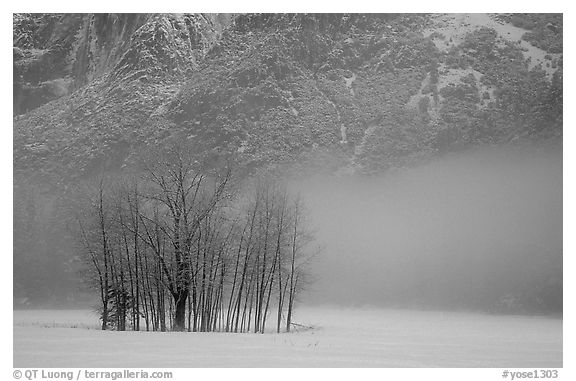 Trees in fog in meadows, early morning. Yosemite National Park (black and white)