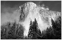 El Capitan, trees and fog, morning. Yosemite National Park ( black and white)