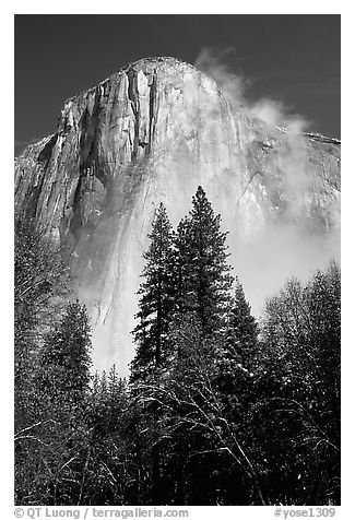 Pine trees and fog, looking up El Capitan. Yosemite National Park (black and white)
