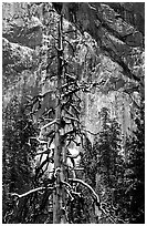 Tree in El Capitan meadows and Cathedral Rocks cliffs, winter. Yosemite National Park ( black and white)