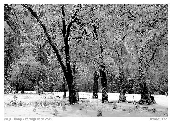 Black Oaks with snow on branches, El Capitan meadows, winter. Yosemite National Park (black and white)