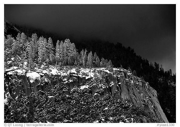 Pine trees on Valley rim, winter. Yosemite National Park (black and white)
